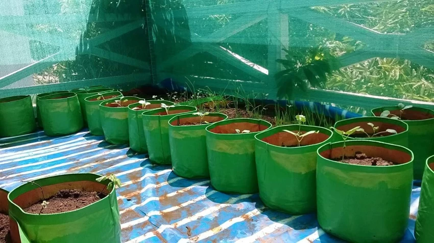 greenhouse