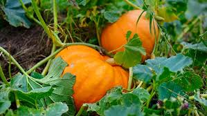 pumpkin