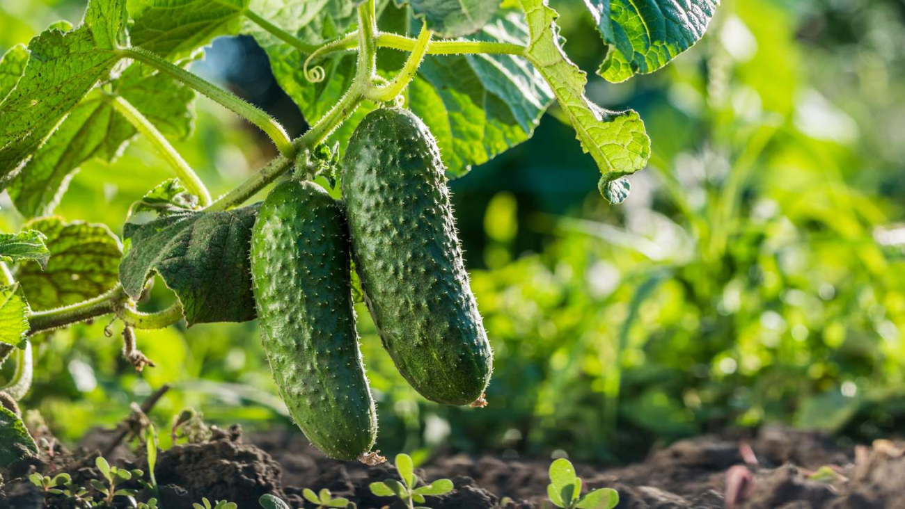 cucumbers