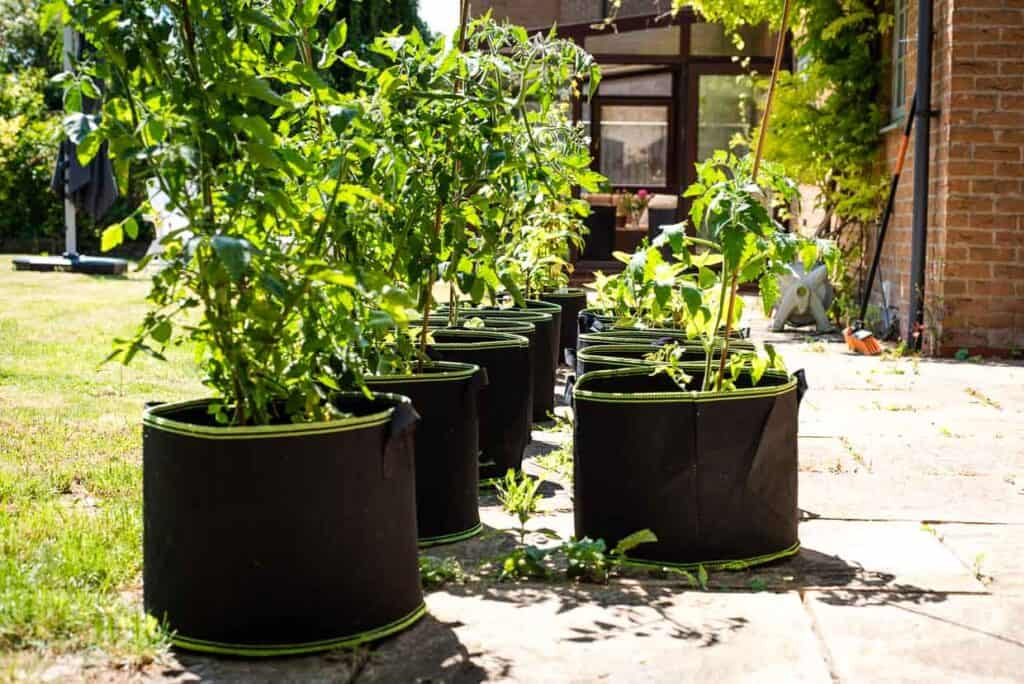 garden